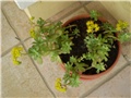 sedum palmeri
